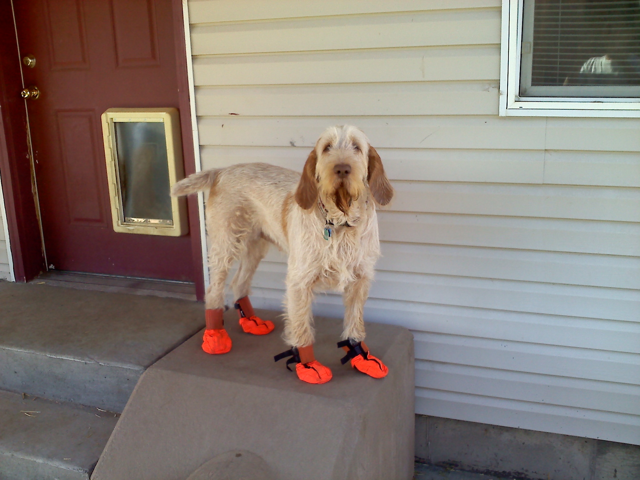 hunter boots for dogs