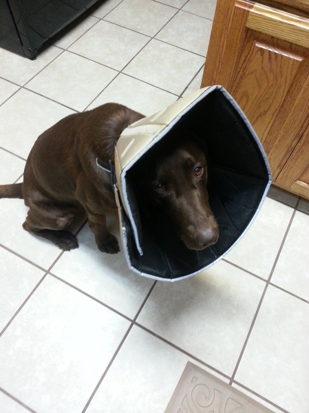 Dakota wearing the Cone of Shame after having a growth removed from her leg. At least the cone is soft and padded.
