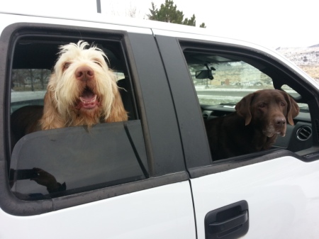 Elvis and Sophie patiently wait to visit the veteran's care facility for the first time.